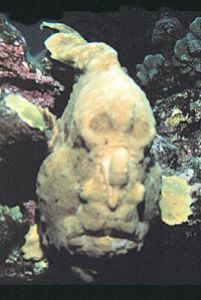 Frogfish taken in Hawaii with Nikonos V, 35mm lens, with ... by John H. Fields 